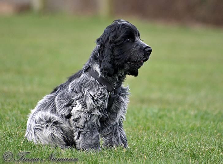 Cocker spaniel safir of mombasa. - jaja,,, ved ikke rigtig om jeg skal blive her, tænker lige... billede 12