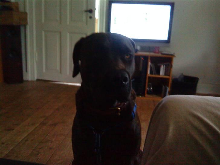 Blanding af racer Loke billede 10