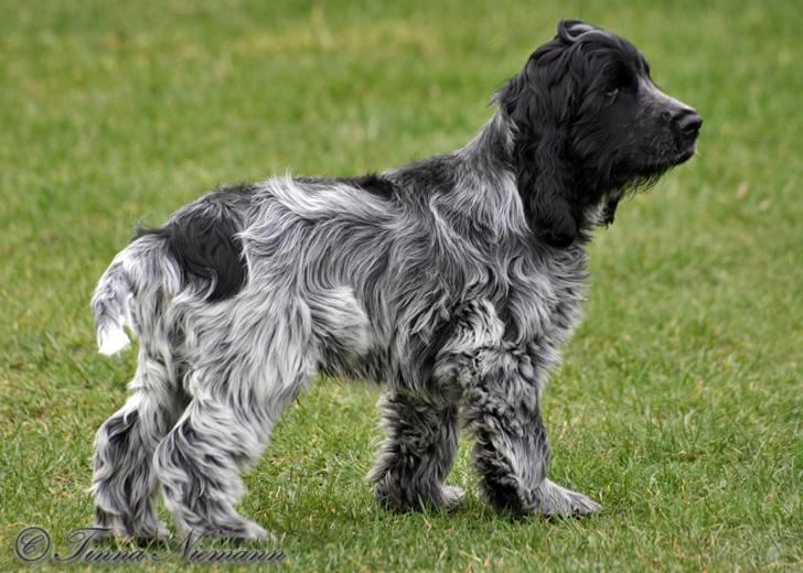 Cocker spaniel safir of mombasa. - her er jeg så i min fulde højde. hvad siger i så... billede 13