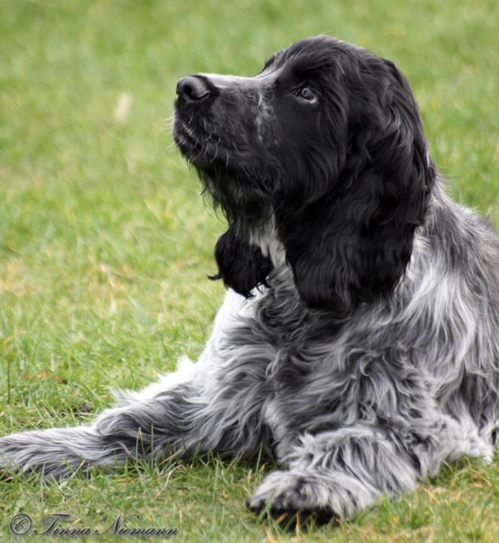 Cocker spaniel safir of mombasa. - kommer den godbid mon snart. får da hold i nakken. billede 14