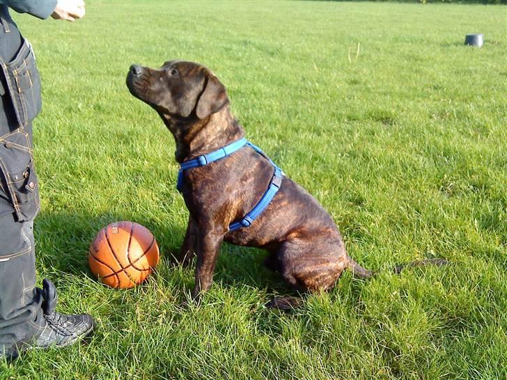Blanding af racer Loke - smil såå sød billede 11