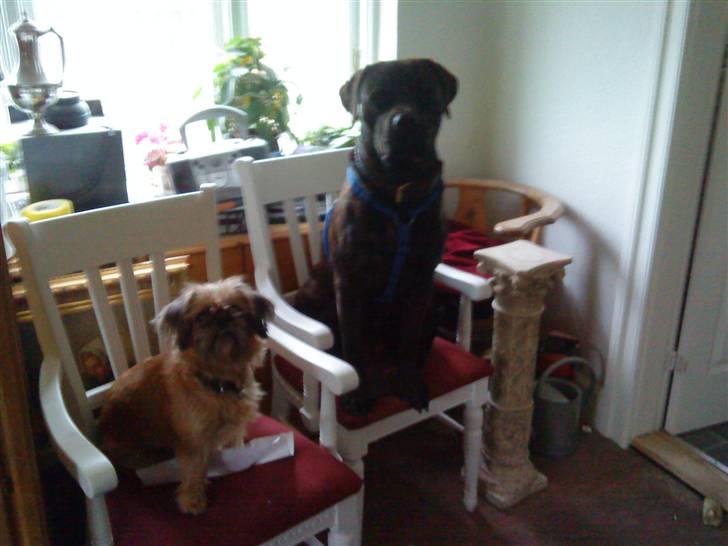 Blanding af racer Loke - se hvor fint jeg kan sitte sammen med min søster billede 13