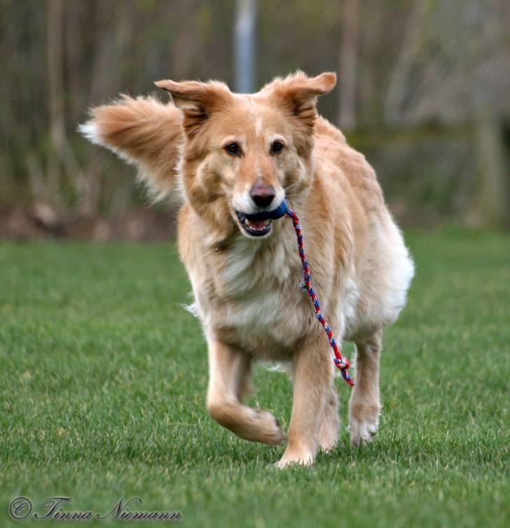 Blanding af racer tøsen - mon de er klar til en ny runde. billede 12