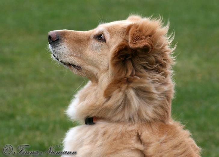 Blanding af racer tøsen - ja , jeg lytter. billede 13