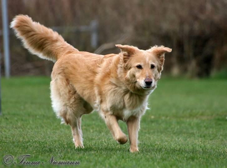 Blanding af racer tøsen - hvem kommer først billede 15