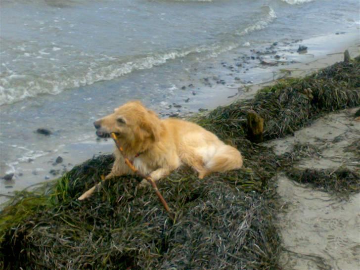 Blanding af racer tøsen - elsker at komme ud til vandet. billede 16