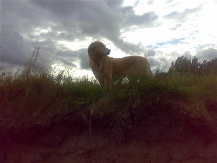 Blanding af racer tøsen - holder lige udkik. billede 17