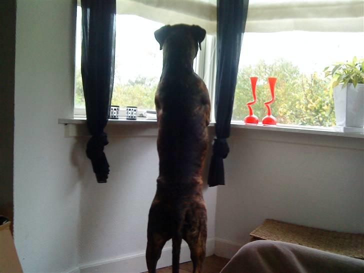 Blanding af racer Loke - står lige og holder øje med det hele billede 15