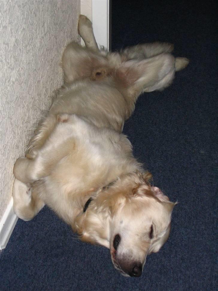 Golden retriever Charlie  - Ready to sleep .. (;  billede 6