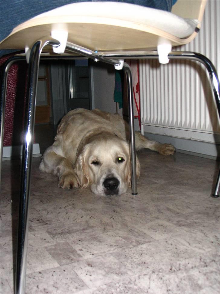 Golden retriever Charlie  - De andre laver konfekt, jeg venter spændt på at en af dem taber bare et lille stykke marcipan .. .. ..  billede 7