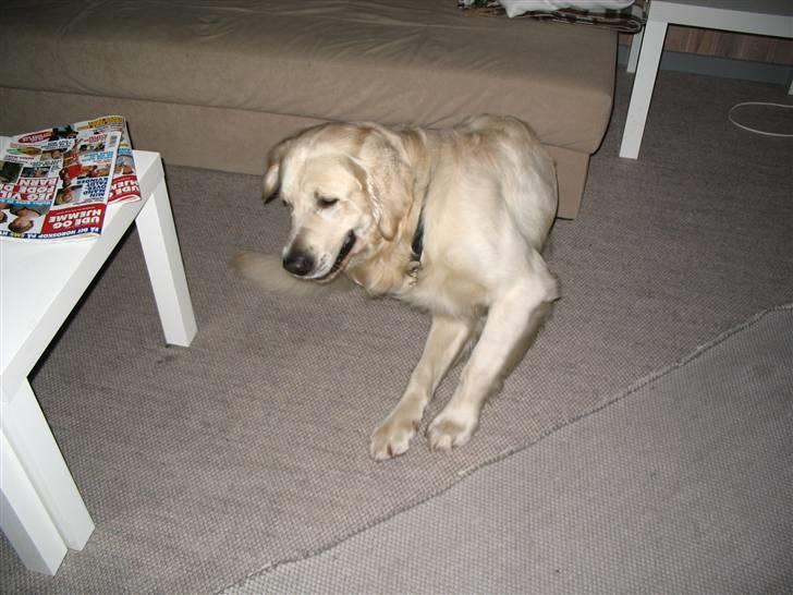 Golden retriever Charlie  - Uhhh, det kløøør !  billede 8
