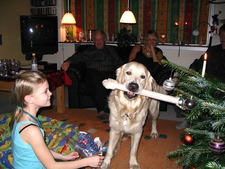 Golden retriever Charlie  - Min beeeedste gave ever ! Denne lange krabat var væk på under en time ! Og nej, jeg gravede den ikke ned i haven d;  billede 9