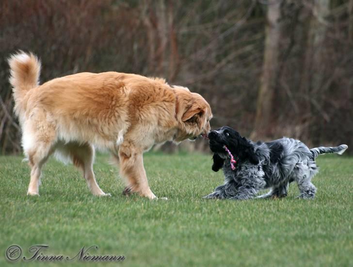 Cocker spaniel safir of mombasa. billede 15