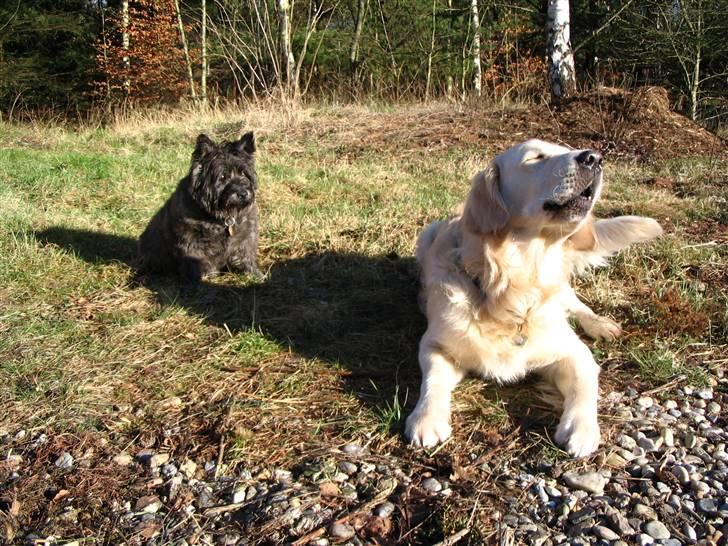 Golden retriever Charlie  - Charlie : Vuf vuf ! Du skygger mit solbad !!! Bella : Charlie, hvad er der dog galt, ? ;D  billede 10