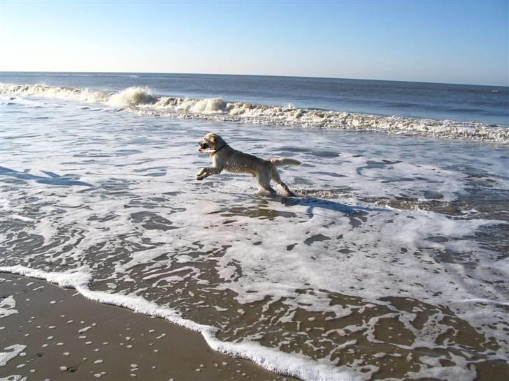 Golden retriever Charlie  - Ved vesterhavet .. jeg æææææælsker at rende med en pind i munden på en bred sandstrand !!!!!  billede 11