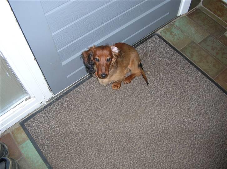 Miniature gravhund luffe - kom nu jeg vil gerne ud og lege<3 billede 9