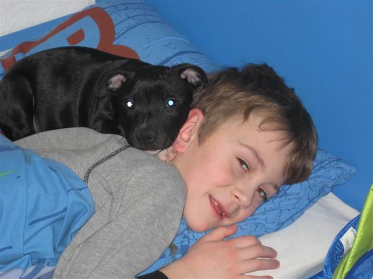 Staffordshire bull terrier rico billede 7