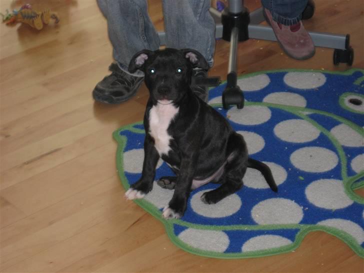 Staffordshire bull terrier rico billede 8