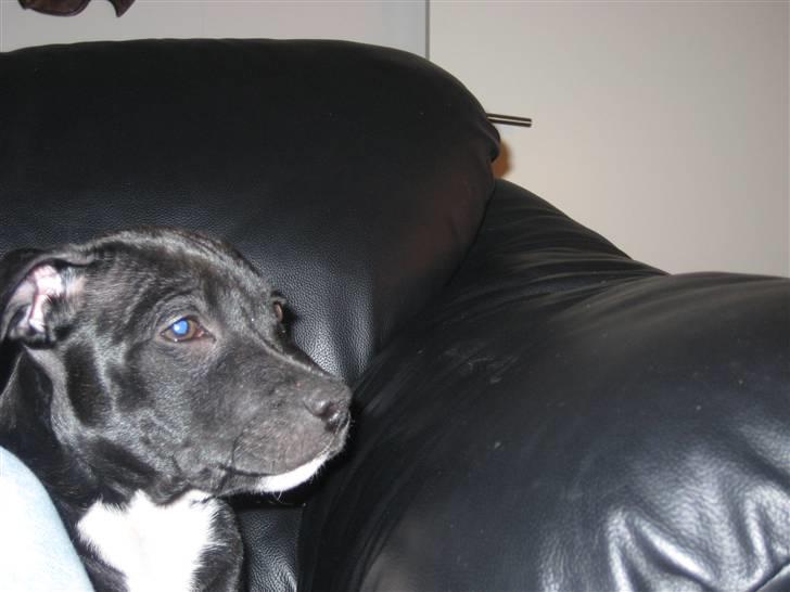 Staffordshire bull terrier rico billede 9