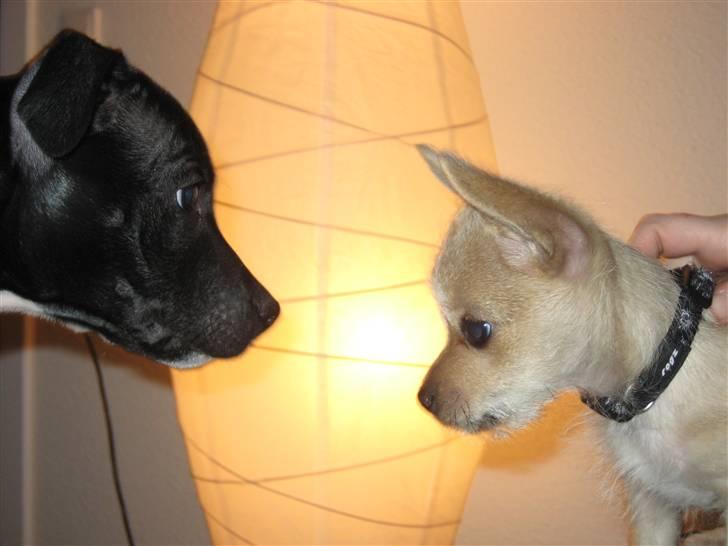 Staffordshire bull terrier rico billede 10