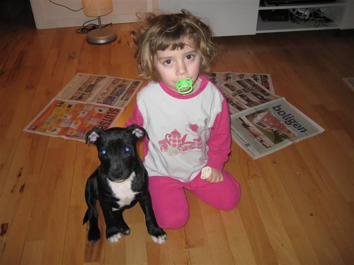 Staffordshire bull terrier rico billede 11