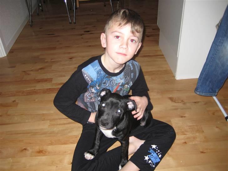 Staffordshire bull terrier rico billede 12