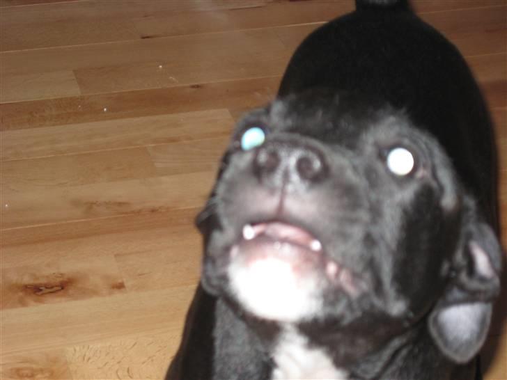 Staffordshire bull terrier rico billede 13