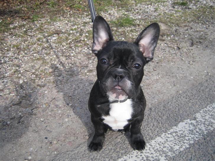 Fransk bulldog ludvig - Er nu 4 mdr. vejer 7,1 kg. billede 1