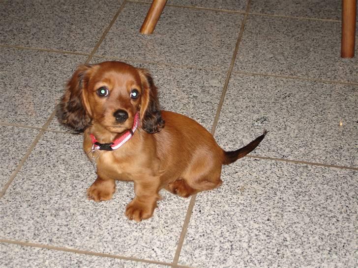 Blanding af racer Ziva - Ziva som hvalp billede 1