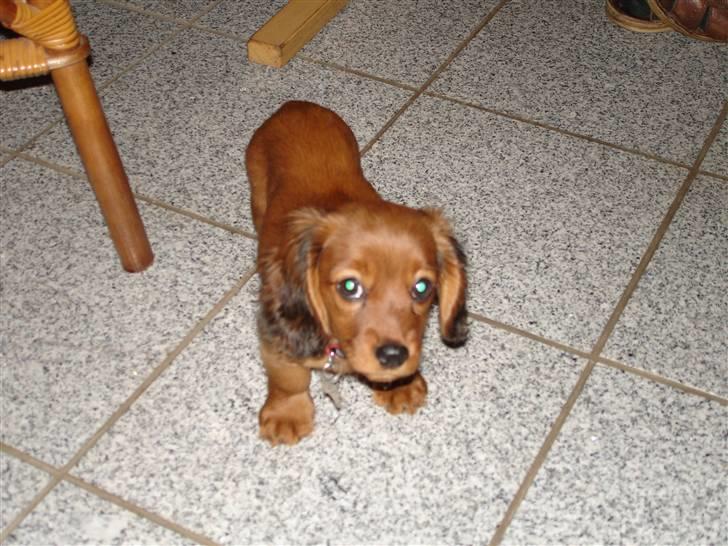 Blanding af racer Ziva - ziva som hvalp billede 2