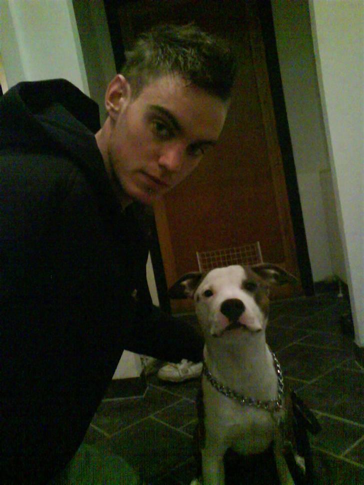 Amerikansk staffordshire terrier Balto billede 2