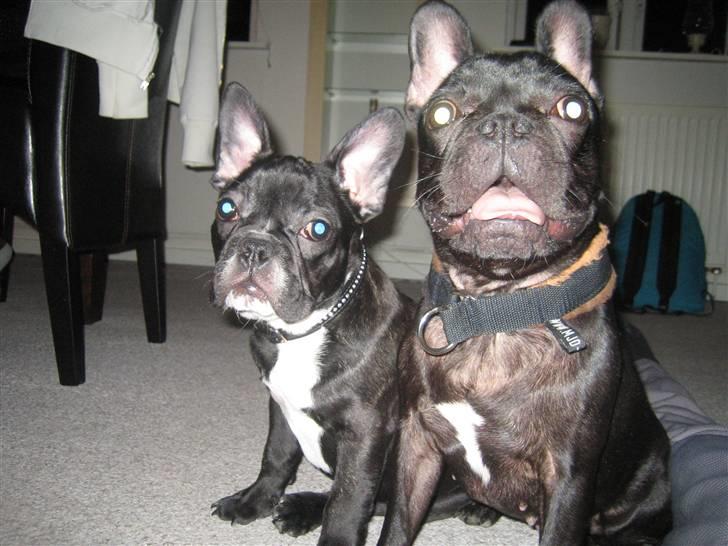 Fransk bulldog ludvig - Min bedst legekammeret lulu.... er vi ikke søde. billede 8