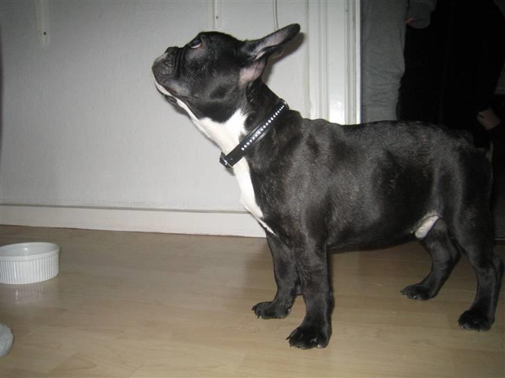Fransk bulldog ludvig - lidt mad 15 uger billede 9