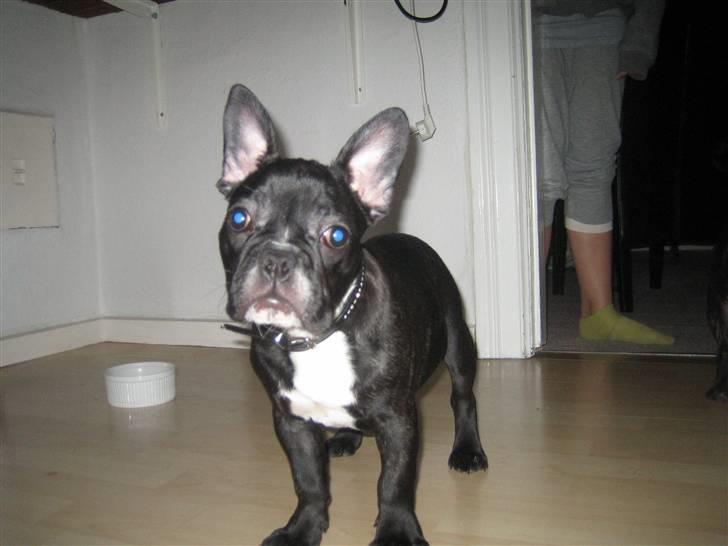 Fransk bulldog ludvig billede 10