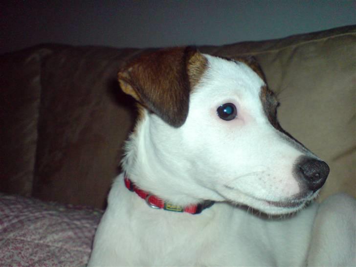 Jack russell terrier tritla billede 2