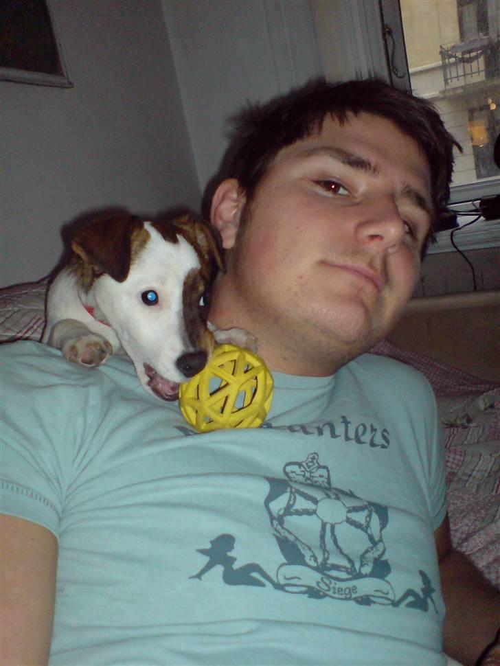 Jack russell terrier tritla billede 3