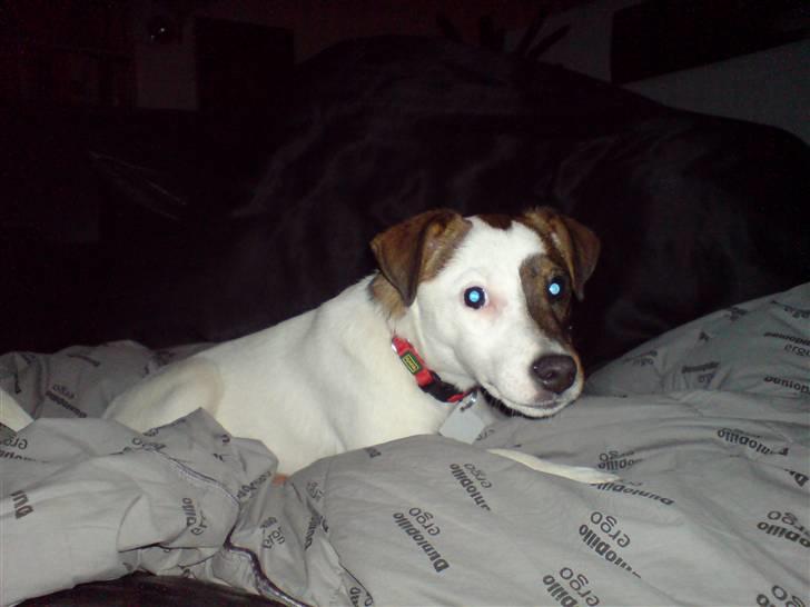 Jack russell terrier tritla billede 4