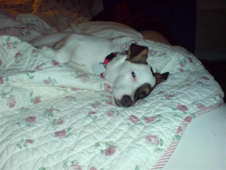 Jack russell terrier tritla billede 5