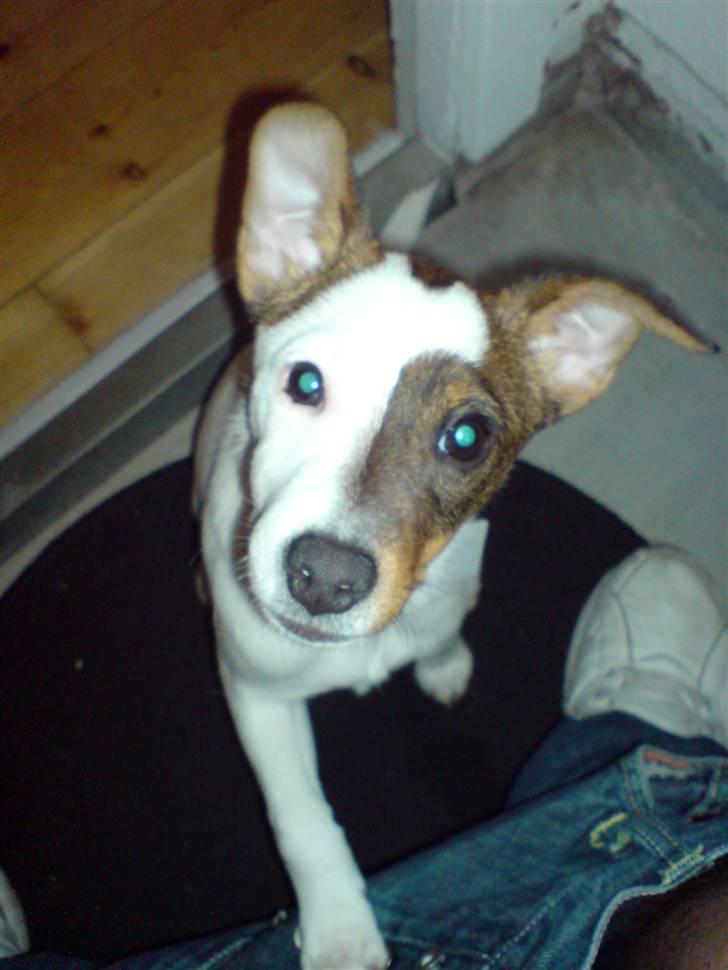 Jack russell terrier tritla billede 6