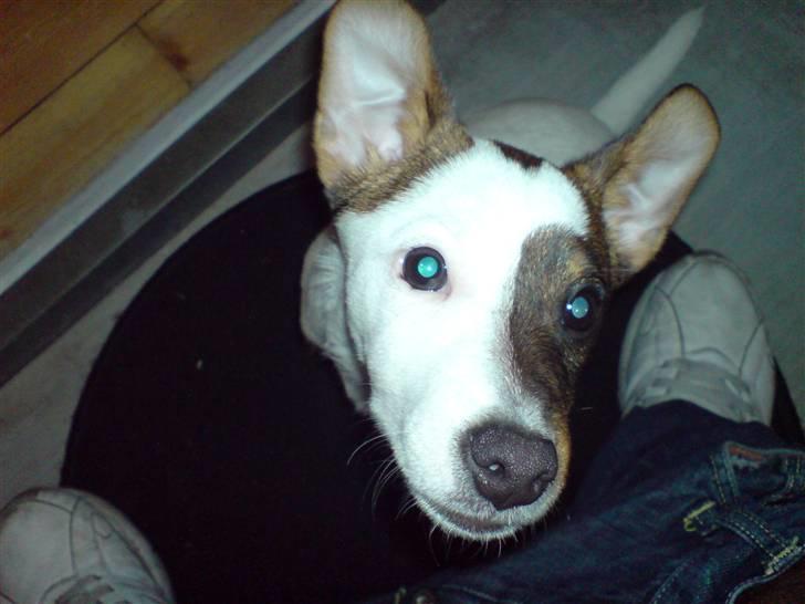 Jack russell terrier tritla billede 7