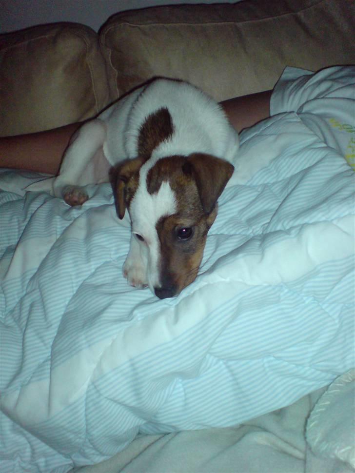 Jack russell terrier tritla billede 8