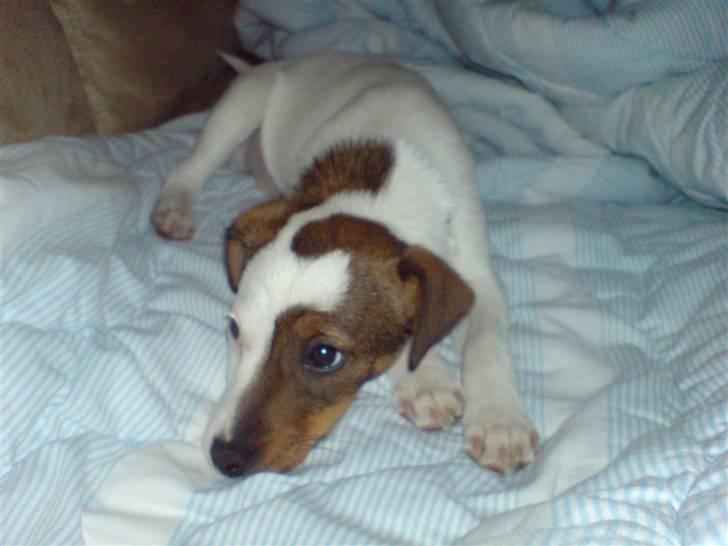 Jack russell terrier tritla billede 9