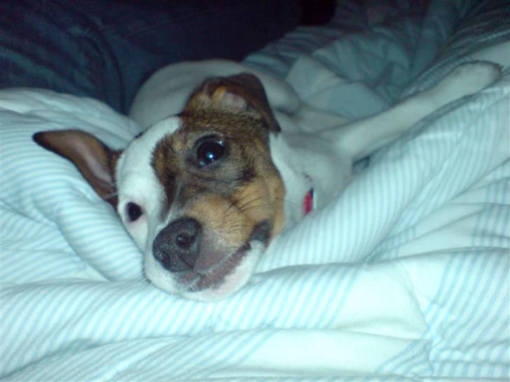 Jack russell terrier tritla billede 10