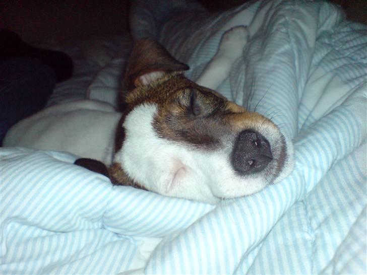 Jack russell terrier tritla billede 11