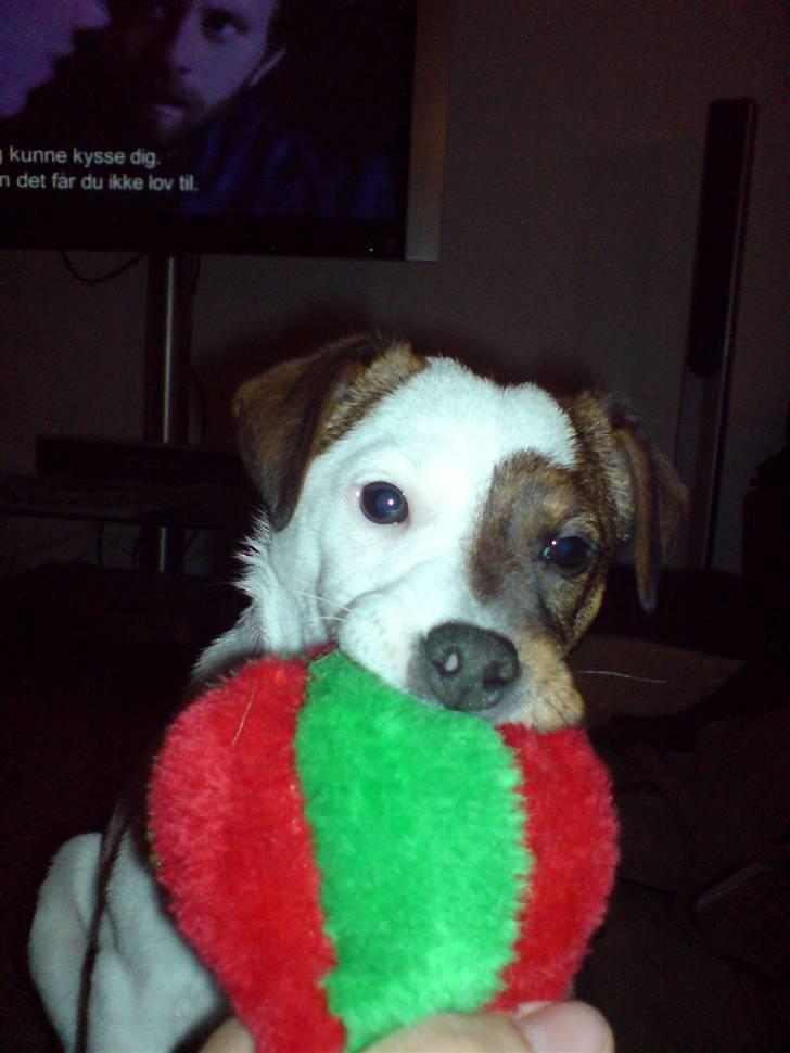 Jack russell terrier tritla billede 12