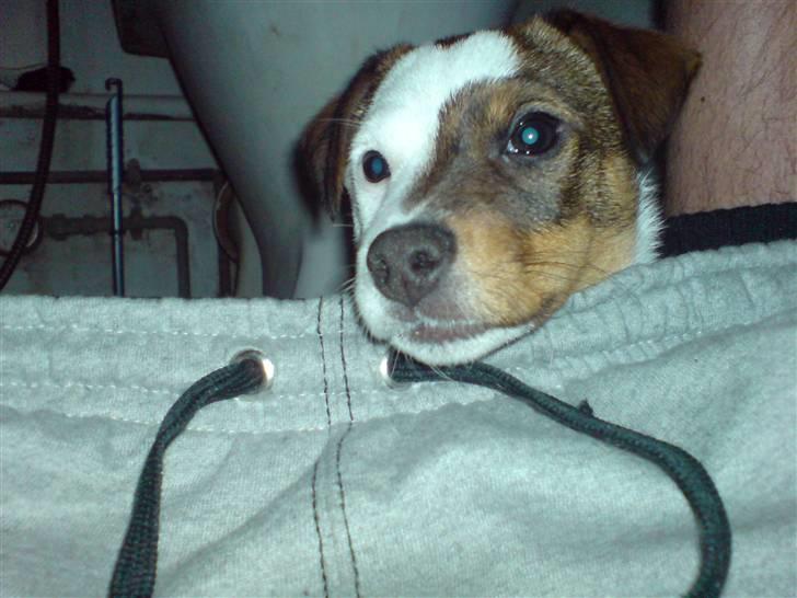 Jack russell terrier tritla billede 13