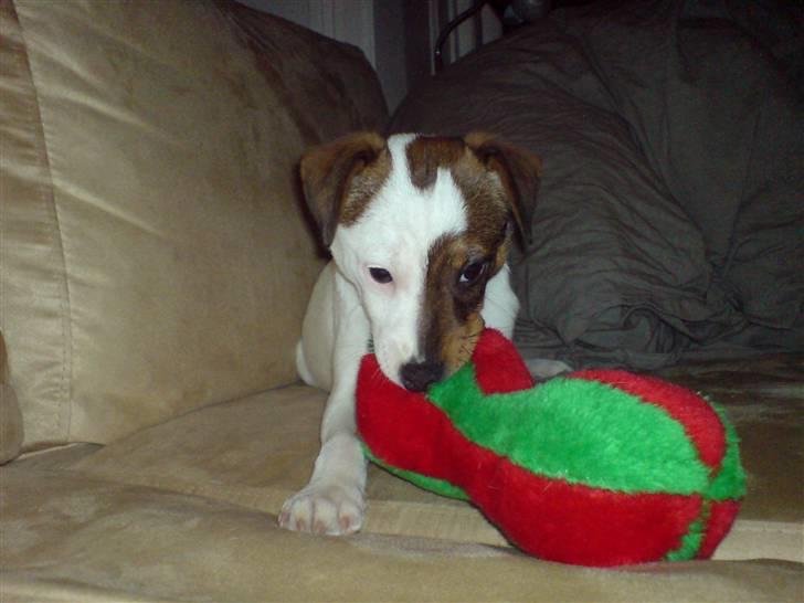 Jack russell terrier tritla billede 14