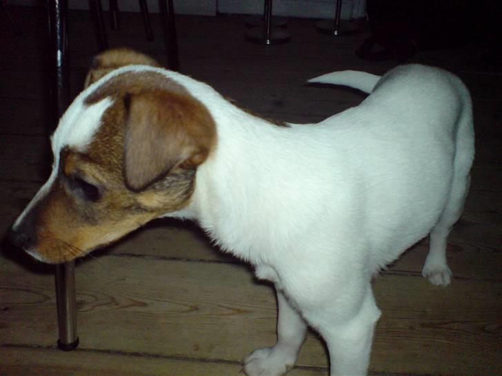Jack russell terrier tritla billede 15