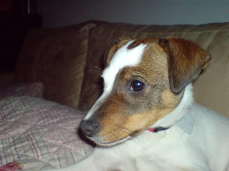 Jack russell terrier tritla billede 16