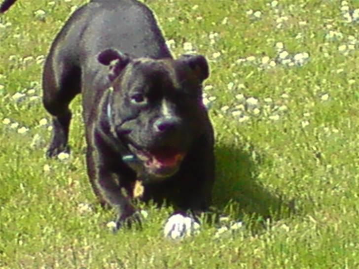 Staffordshire bull terrier Louis >den lille mus< R.i.P 5/6 2016 - louis kan neje:) billede 11